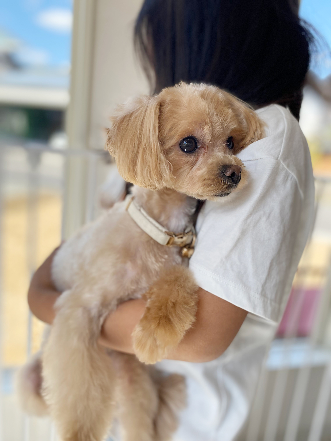 可児 | 小型犬