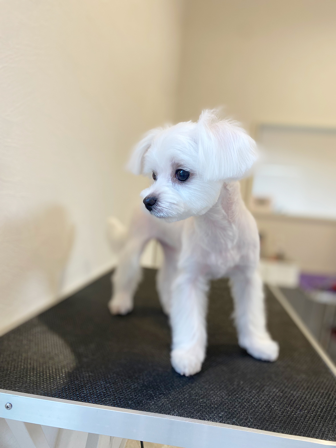 マルチーズの毛質に合った施術 | 岐阜県可児のトリミングならDogSalon NALA