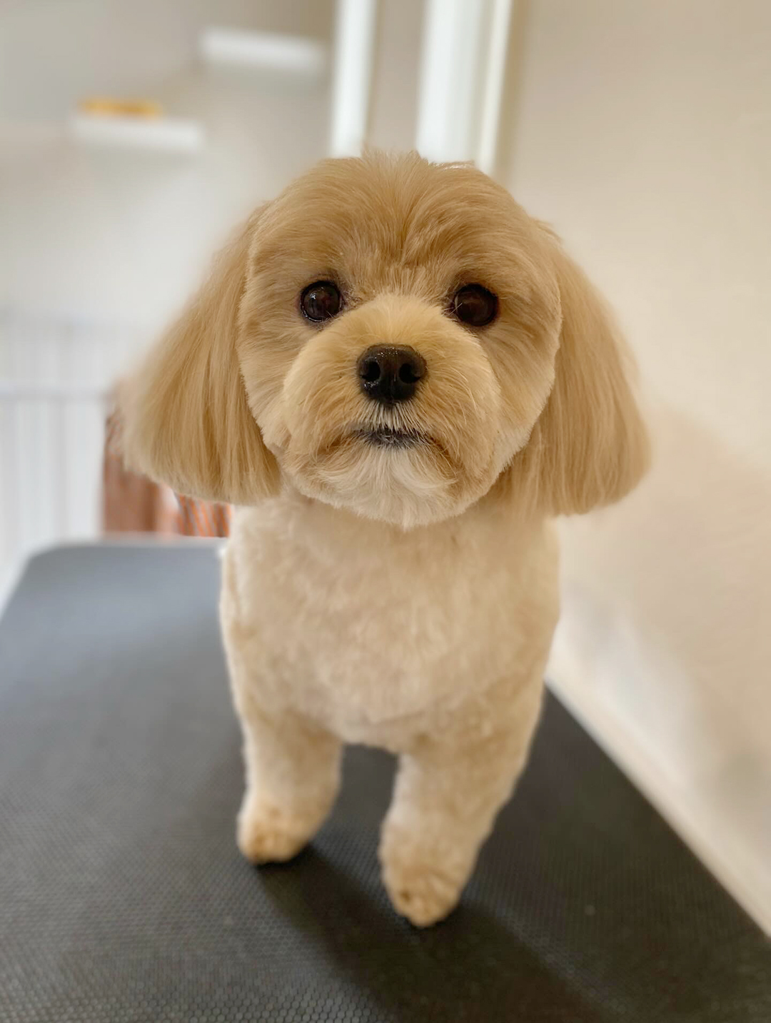 マルプーの魅力を引き出す | 岐阜県可児のトリミングならDogSalon NALA