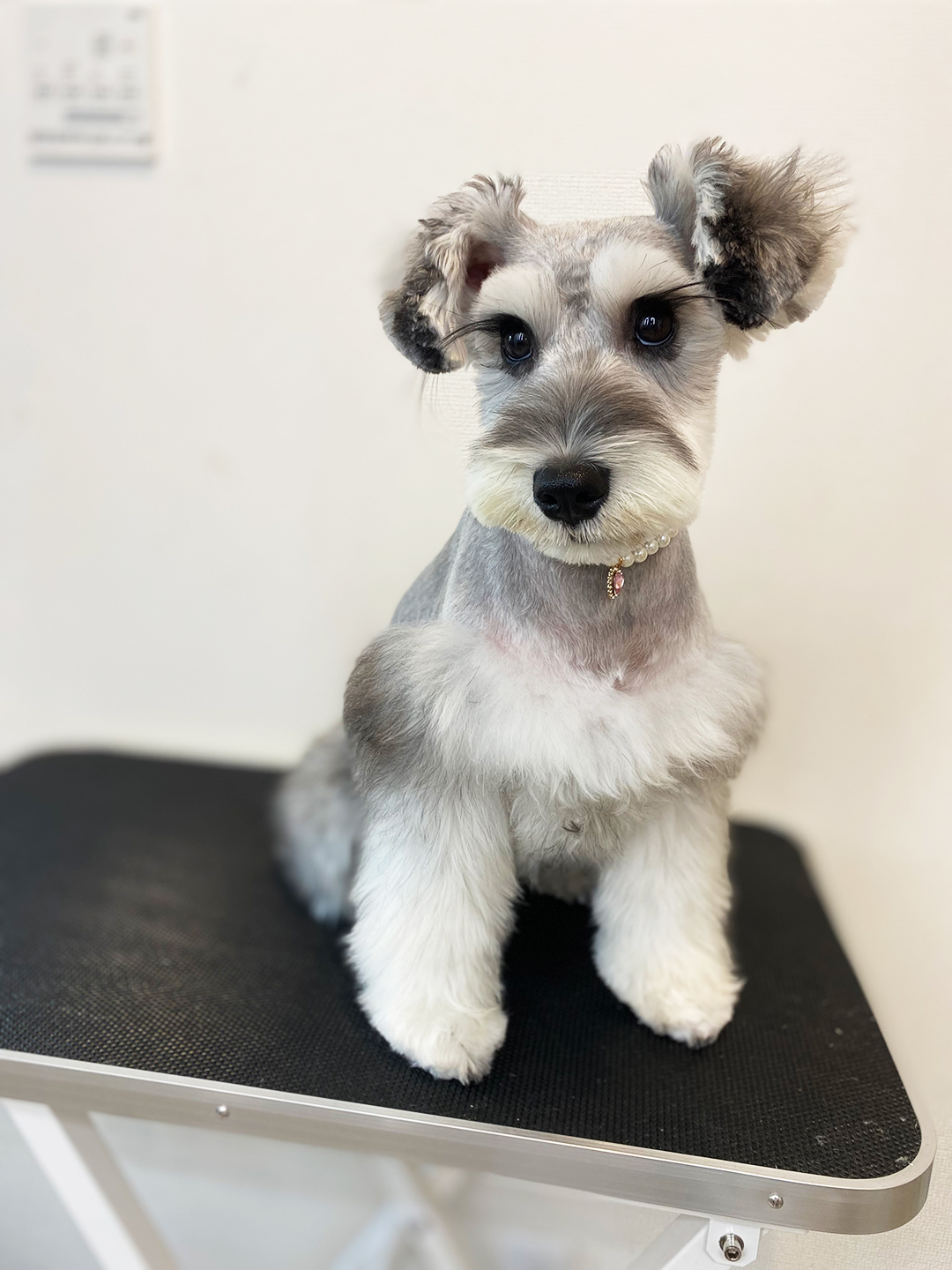 ミニチュア・シュナウザーの形を活かす | 岐阜県可児のトリミングならDogSalon NALA
