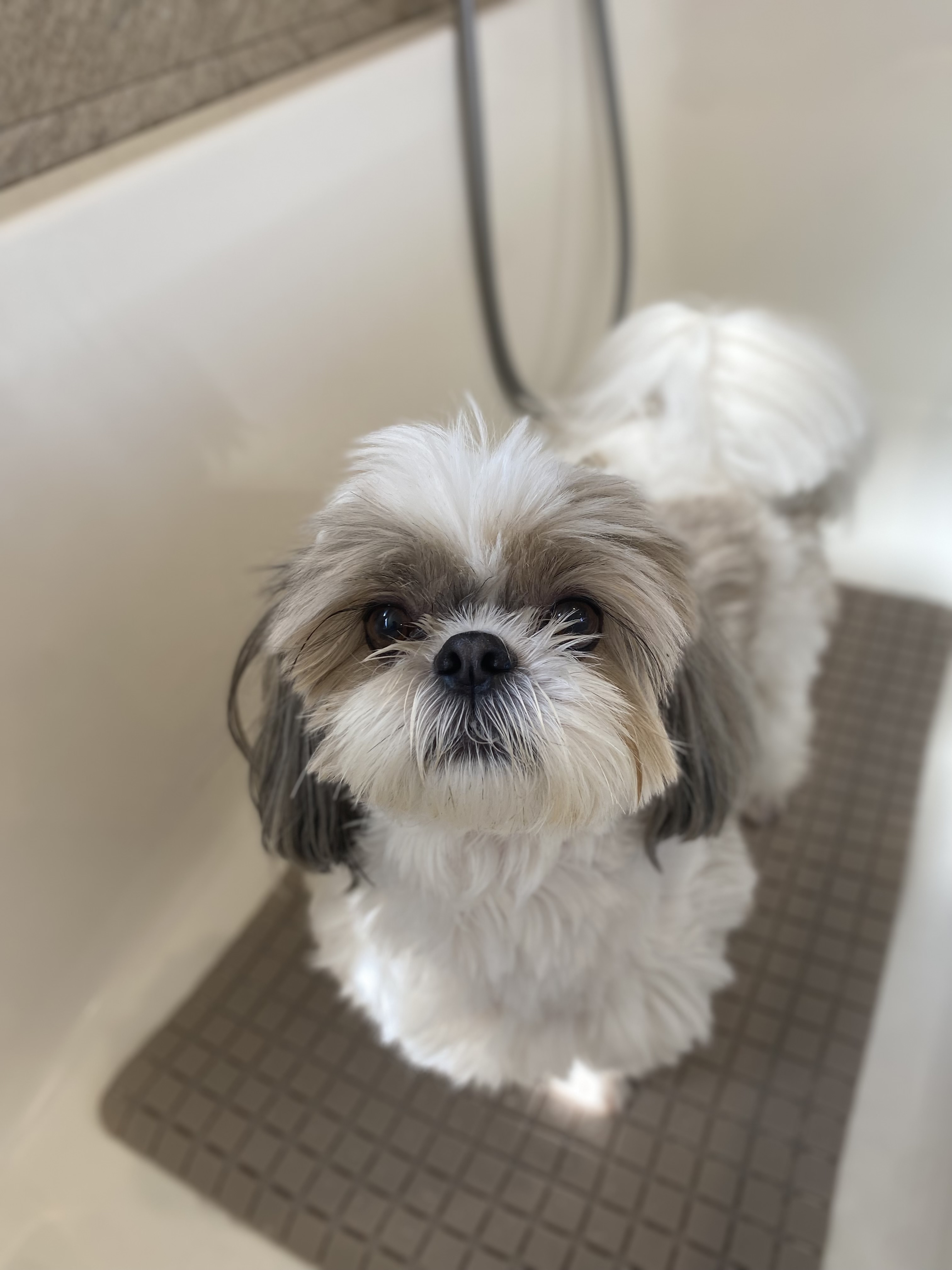 シーズーらしいカット | 岐阜県可児のトリミングならDogSalon NALA