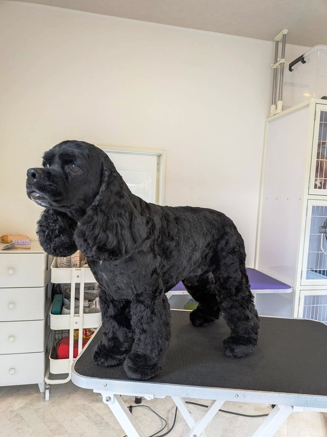 アメリカン・コッカー・スパニエルのケア | 岐阜県可児のトリミングならDogSalon NALA