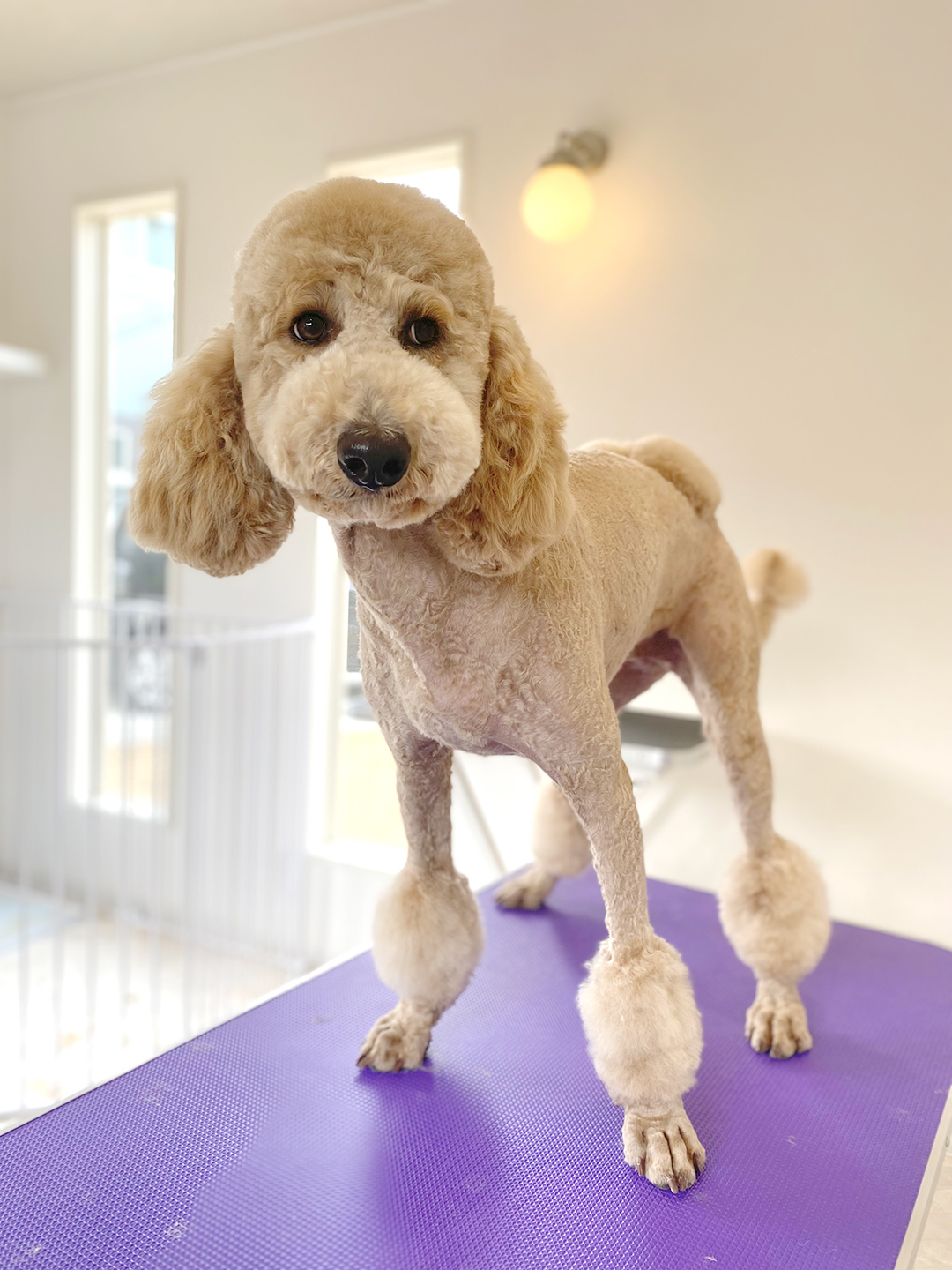 スタンダード・プードルの毛質に対応 | 岐阜県可児のトリミングならDogSalon NALA
