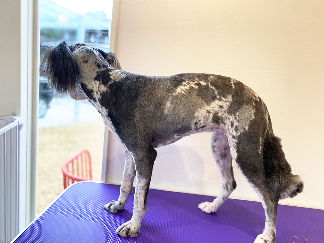 オーストラリアン・ラブラドゥードルのカット | 岐阜県可児のトリミングならDogSalon NALA