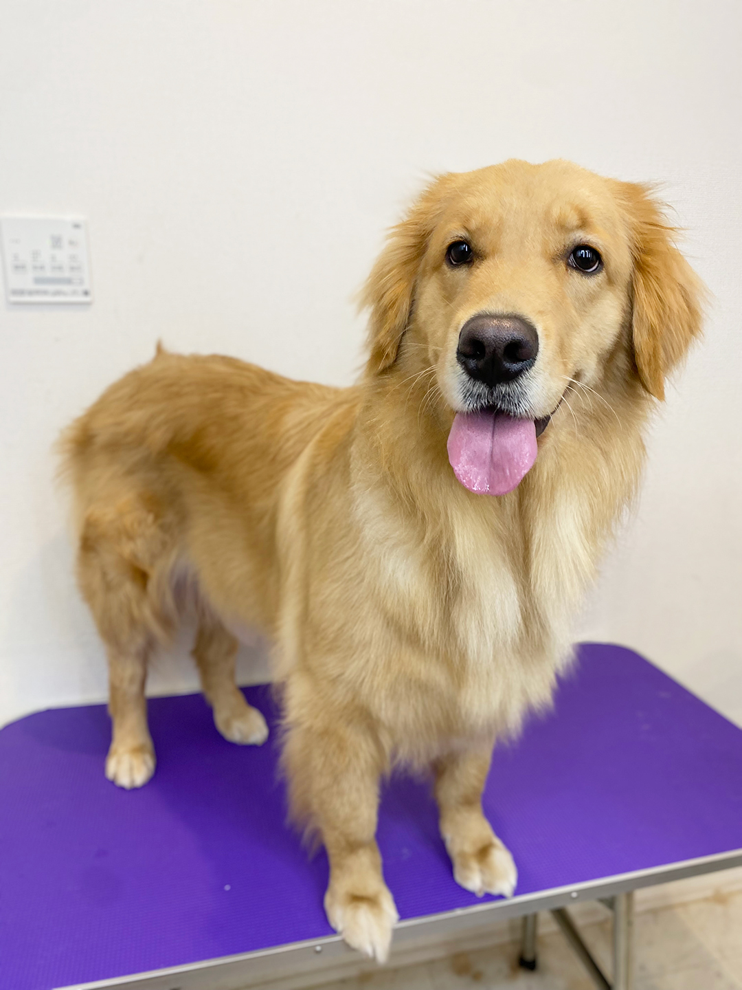 ゴールデン・レトリバーの毛質ケア | 岐阜県可児のトリミングならDogSalon NALA