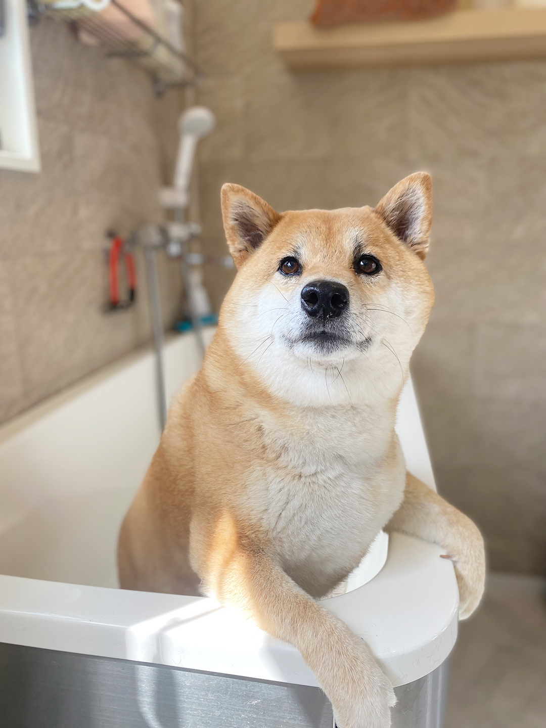 柴犬の抜け毛処理 | 岐阜県可児のトリミングならDogSalon NALA