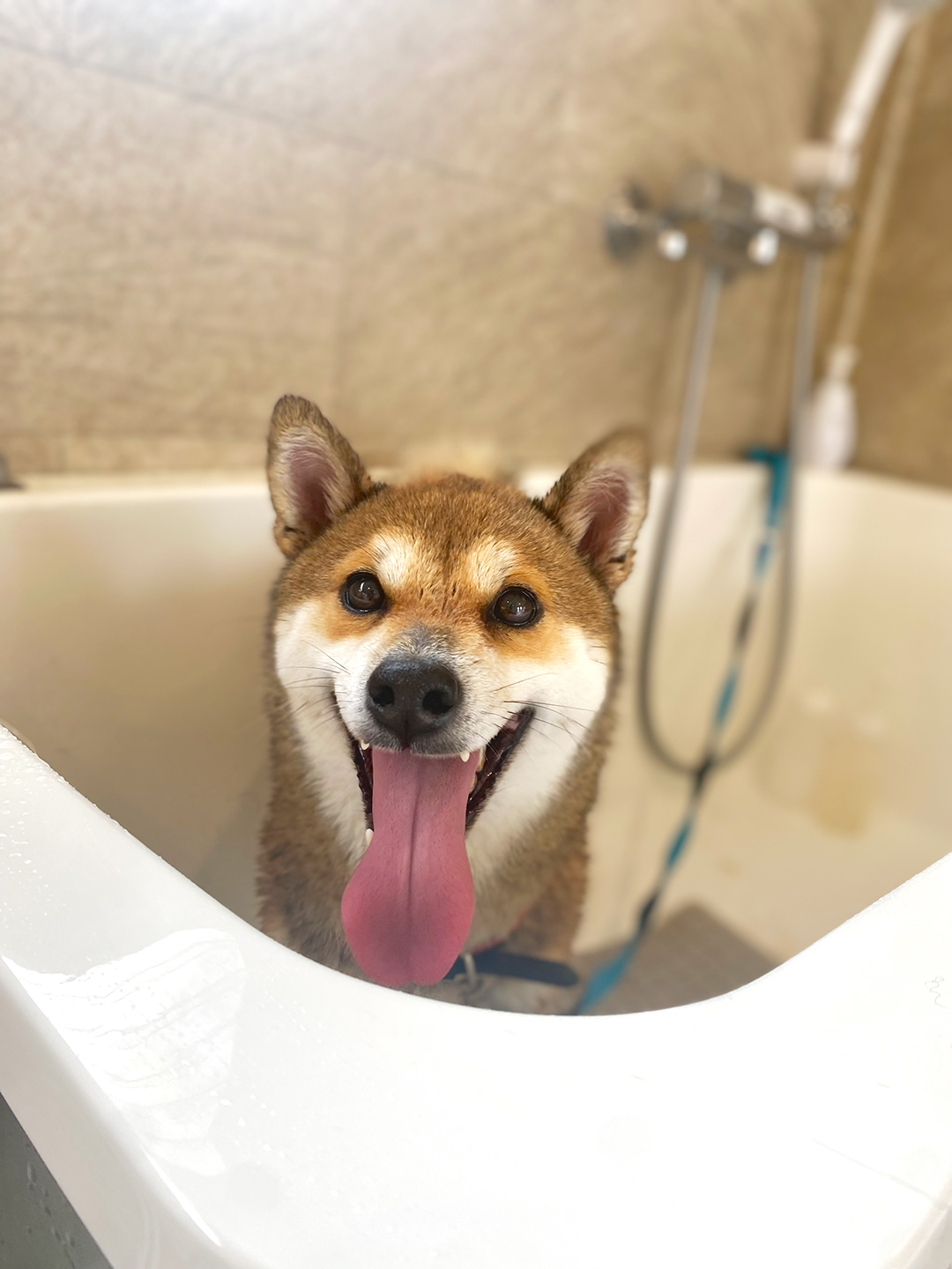 可児