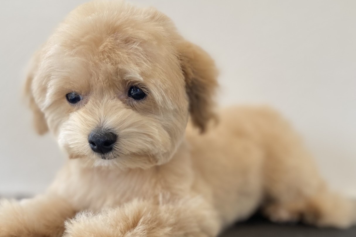 MIX犬の魅力を引き出す | 岐阜県可児のトリミングならDogSalon NALA