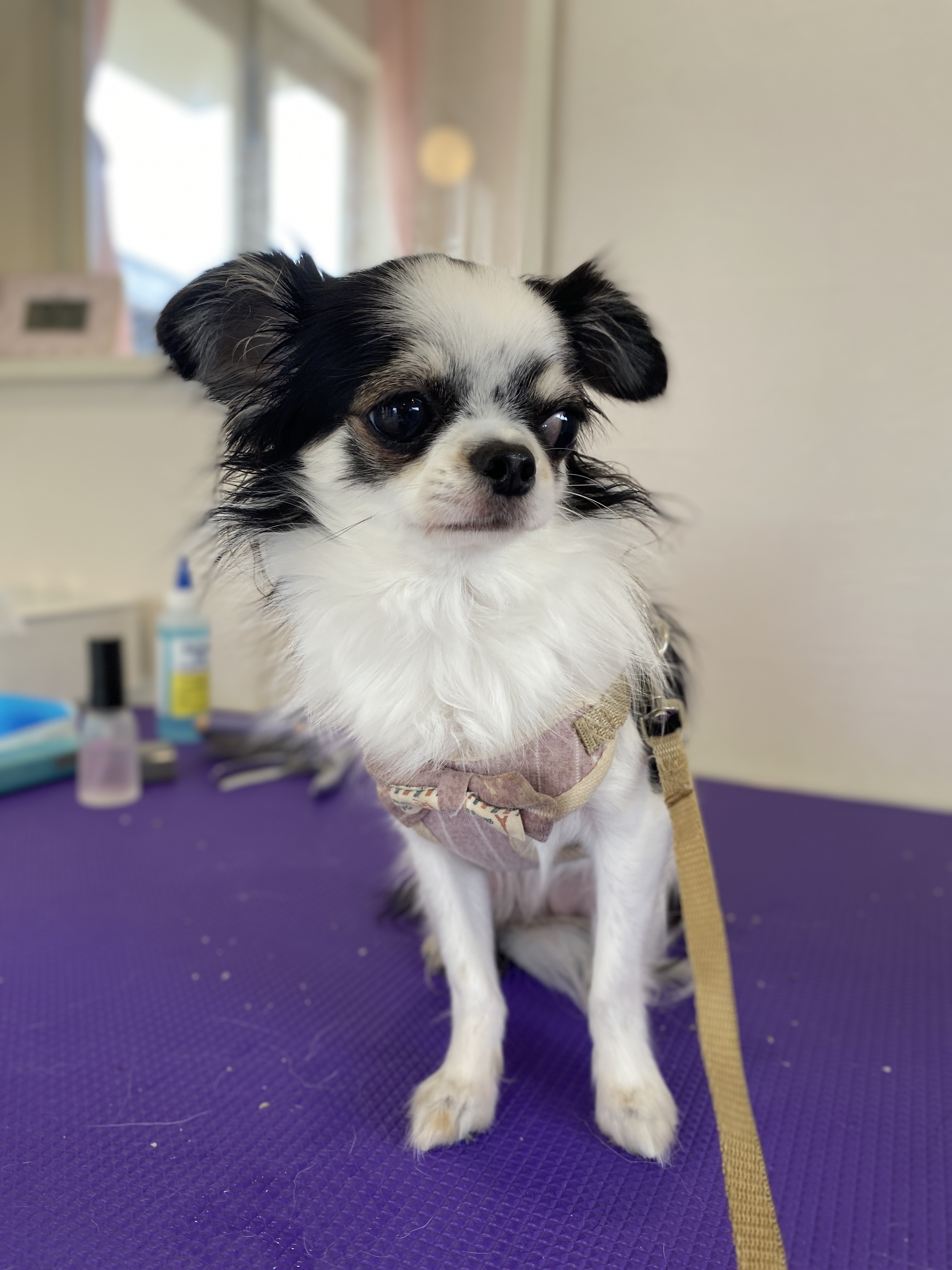 お手入れ | 岐阜県可児のトリミングならDogSalon NALA